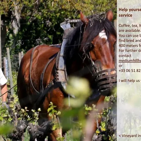 Villa Riesling Home Au 49 Mittelbergheim